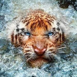 Meet your Posher, Bob